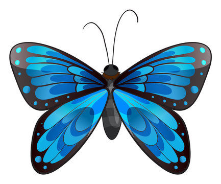 A beautiful blue butterfly