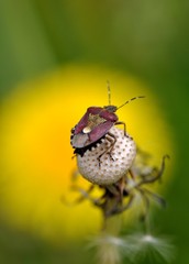 カメムシと蒲公英
