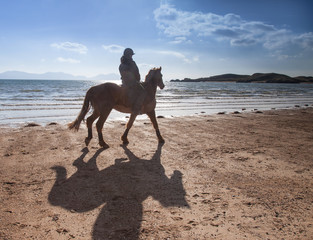 Horse and rider