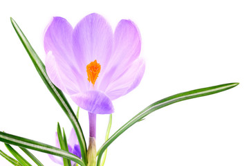 Crocus flower isolated on white background
