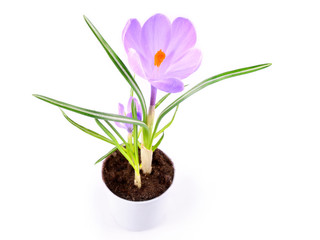 Obraz premium Crocus flower isolated on white background