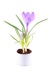 Crocus flower isolated on white background