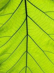 Fototapeta na wymiar Leaf texture with sunny