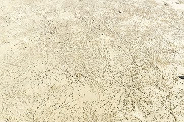 Traces of crab on a white sand beach