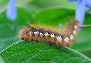 A caterpillar is on a sheet, close-up
