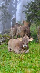 Cows are on a forest pasture