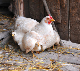 Hen with chickens