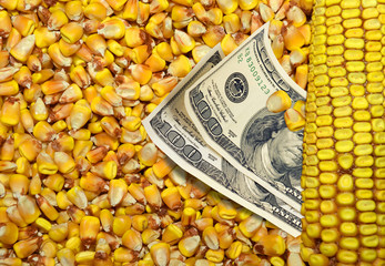 Dollar bills and corn beans background