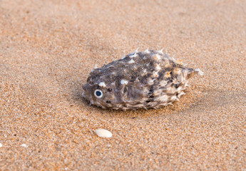 fish prickly on a beach
