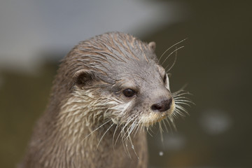 small-clawed otter