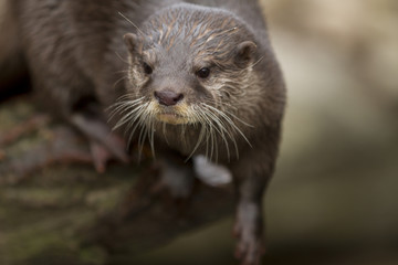 small-clawed otter