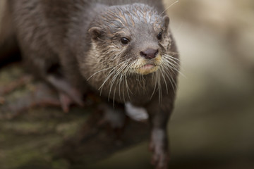 small-clawed otter