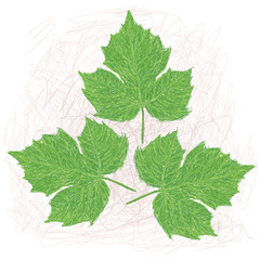 chaya leaves