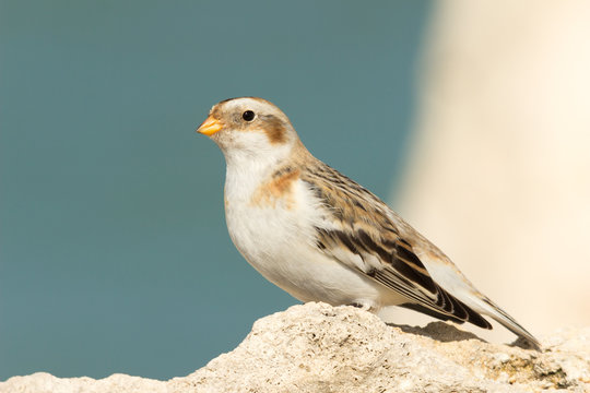 Zigolo delle Nevi
