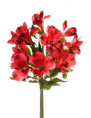 Bouquet of alstroemeria flowers isolated on white background © iLight photo