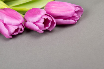 Naklejka na ściany i meble purple tulips over grey background