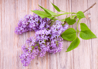 Branch of  lilac flowers on wooden  surface