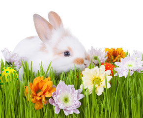 White bunny  in green grass with flowers and easter eggs