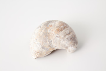 shell fossil