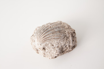 shell fossil