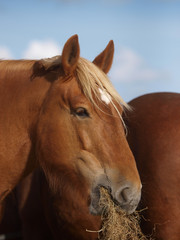 Obraz premium Horse Eating Hay
