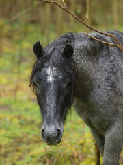 Fototapeta premium Head Shot of a Wild New Forest Pony