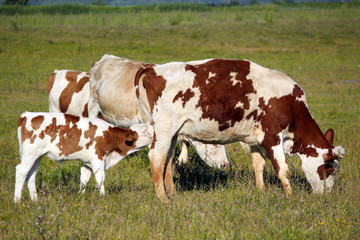 Plakat krowa i cielę na pastwiska