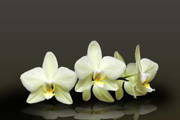 Obraz na płótnie Canvas Biała orchidea na czarnym tle