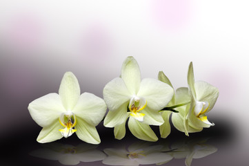 Белые орхидеи изолированно на черно-белом фоне