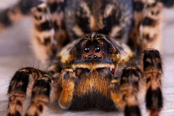 Macro photo shot  of tarantula spider - obrazy, fototapety, plakaty