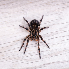 Top view of tarantula spider