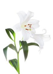 White lilies flowers