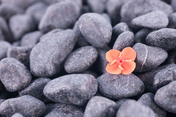 Fototapeta na wymiar Pojedyncze Ixora pomarańczowy płatek na czarnym tle zen kamienie
