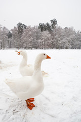 two white christmas goose