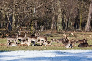 herd of fallow deer in early spring