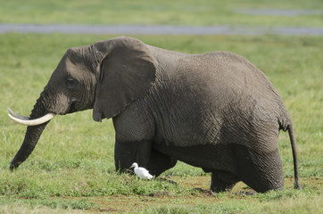 Éléphant d'Afrique, parc national d'Amboseli, Kenya