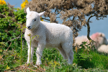 Obraz premium Osterlamm