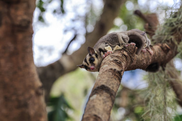small possum or Sugar Glider