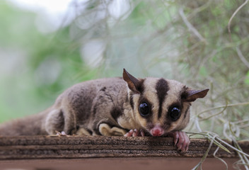 small possum or Sugar Glider