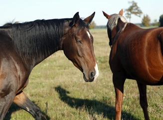 zwei braune Pferde