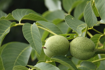 Obraz premium Walnuss