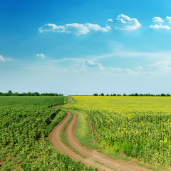 Fototapeta na wymiar winding rural road in green fields with sunflowers and blue clou