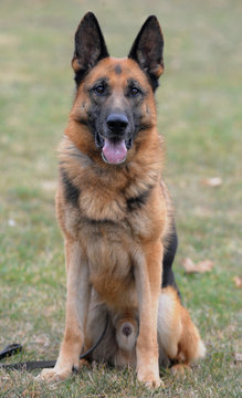 dog2