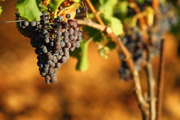 vigne au soleil couchant