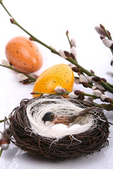 Bird in a nest surrounded by willow twigs - obrazy, fototapety, plakaty