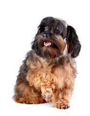 Small shaggy decorative doggie