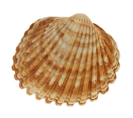 Herzmuschel Draufsicht