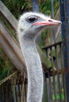 Grey curious ostrich profile portrait