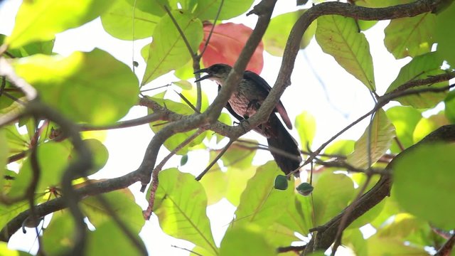 Bird on tree