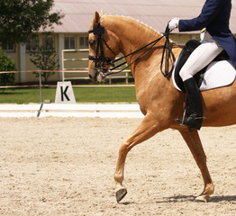 dressage horse